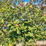 Figovník jedlý (Ficus carica) ´LITTLE MISS FIGGY®´ - výška 220-230 cm, kont. C150L, BOHATO RODIACI EXEMPLÁR (-15°C)